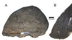 dinosaur with bony plates on its back