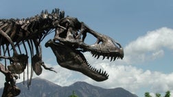 >The ongoing partial shutdown of the U.S. government has stalled plans to haul a near-complete T. rex fossil to its new home at the Smithsonian National Museum of Natural History.