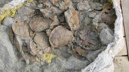 Scientists say they've uncovered a pile of , Jurassic turtle skeletons in China that had been swept into a mass grave millions of years ago.