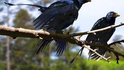 The discovery of microscopic color-making structures in fossilized feathers has recently made it possible for scientists to picture dinosaurs and ancient birds in their natural hues.