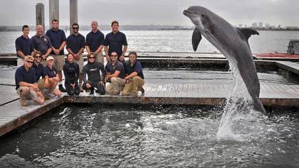 A Navy dolphin training to look for mines off the coast of San Diego found a museum-worthy th-century torpedo on the seafloor, military officials said.
