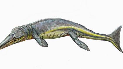   Long-forgotten remains of a giant dolphin-shaped crocodilian quotsuper-predatorquot that could devour ancient beasts its size and larger have now been discovered in a museum drawer in Scotland, researchers say