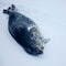 Seals may have 'natural GPS'
