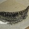 'Mother lode' of fossils discovered in Canada