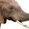 Elephants can outsniff rats
