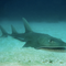 One-quarter of sharks and rays