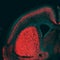 'Big brain' gene found in