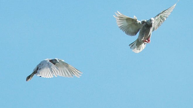 061107_homing_pigeons_02