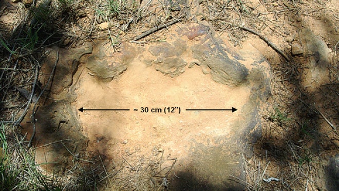 07-dino-footprint-120821