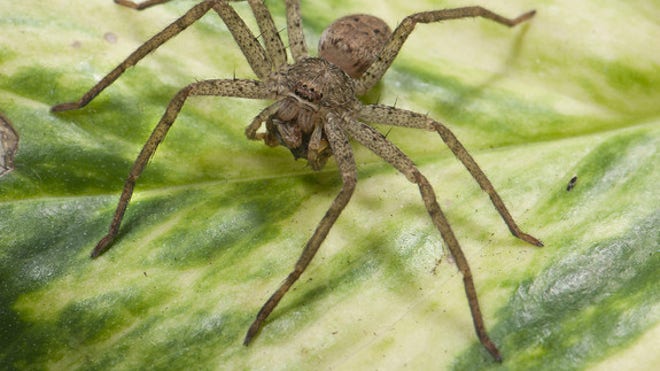 23funnelwebwolfspideredited