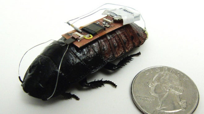 Bozkurt-Roach-1-615