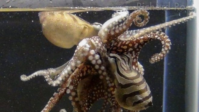 LPSO_mating_Ross
