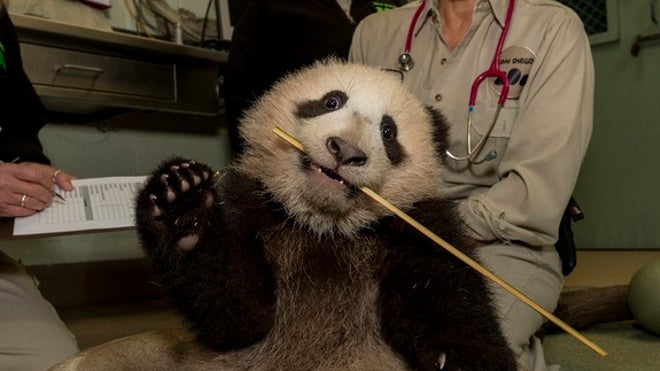 PandaBabyExam122712b