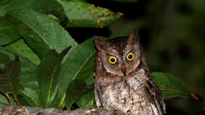Rinjani-scops-owl