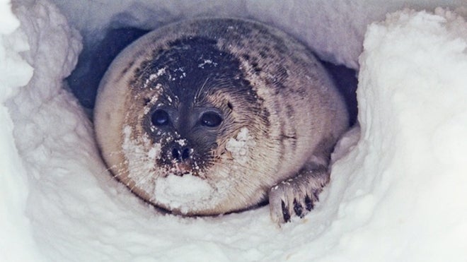 SealInLair21