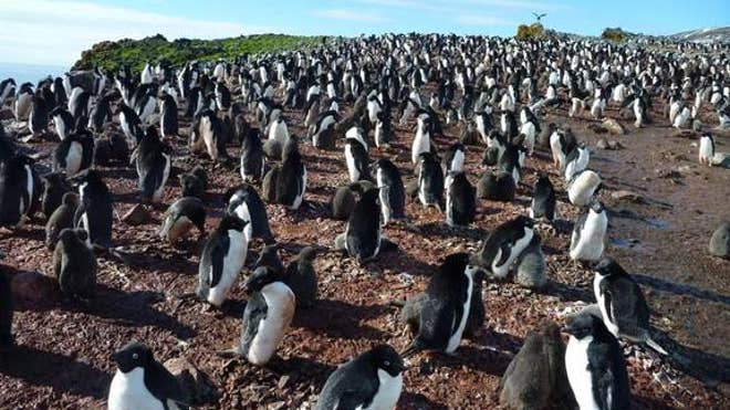 adelie-penguin-colony