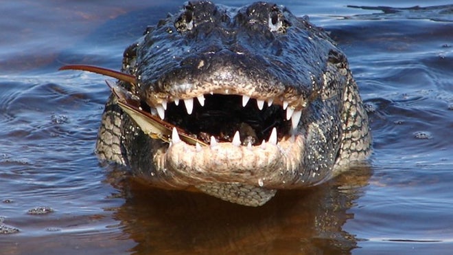 alligator smiles