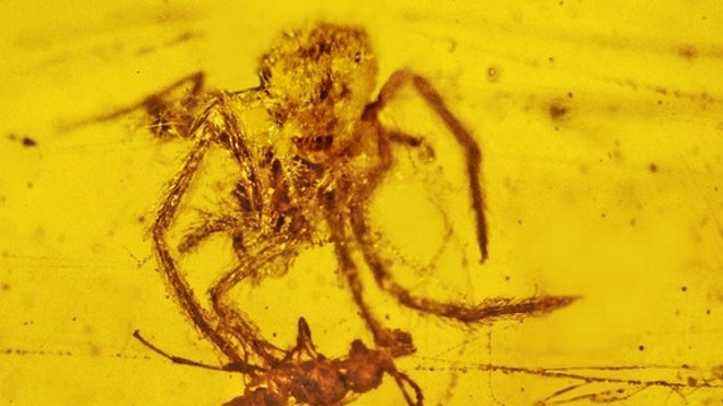 amber-spider