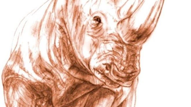 ancient-rhino-illustration