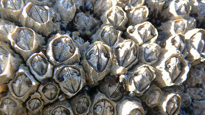 barnacles
