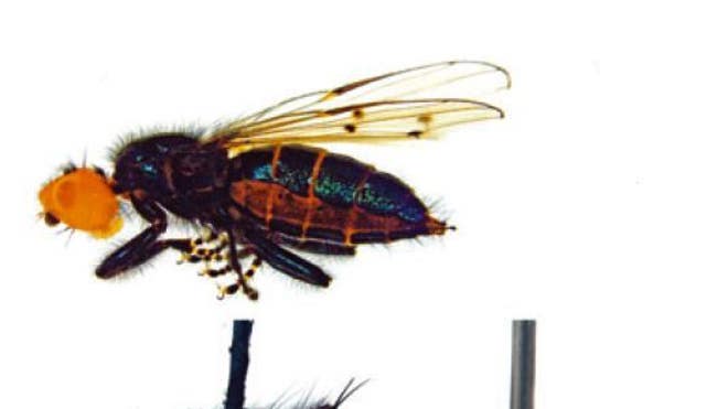 bone-skipper-Thyreophora-cynophila