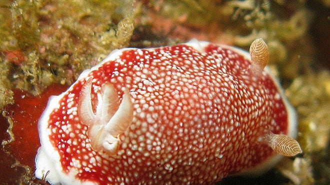 chromodoris-reticulata