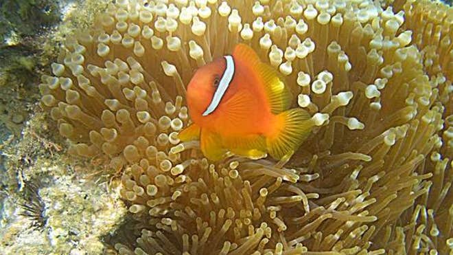 clownfish-sea-anemone