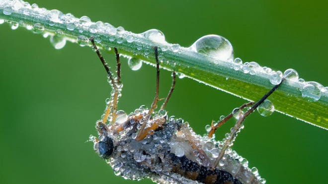 dew-covered-cicada