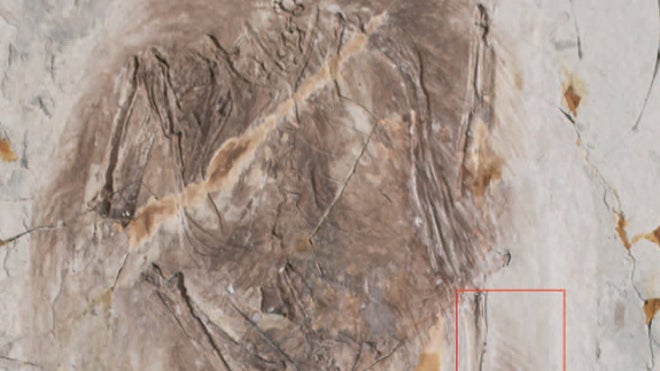 four-winged-bird