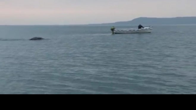 Is there a "monster" living in Lough Foyle, Ireland. YouTube.com video