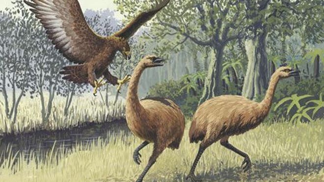 moa-2