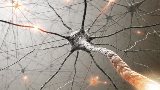 neurons