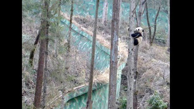 panda-cub-wolong