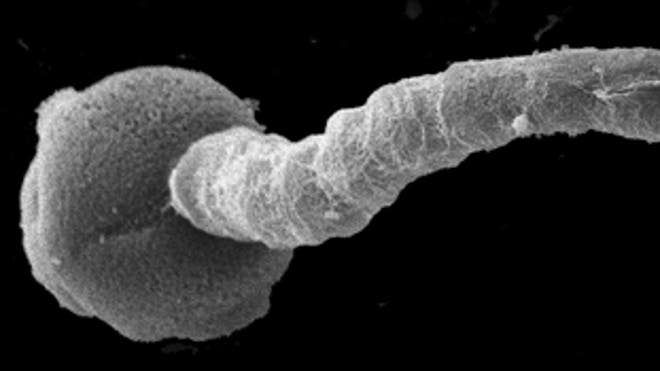 pollen-tube-130313