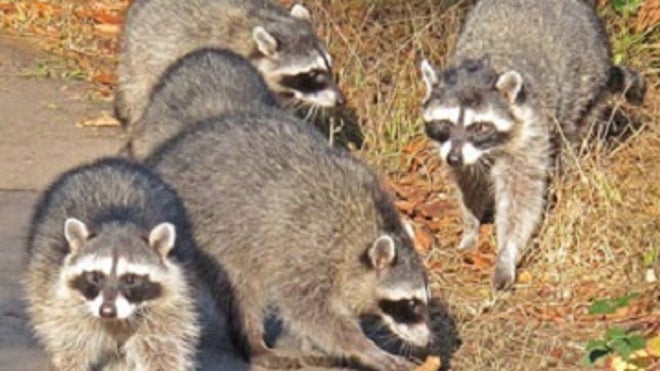 raccoons