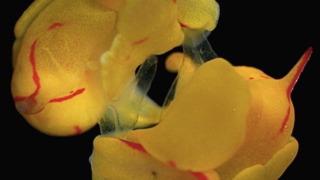sea-slug-penises-120822