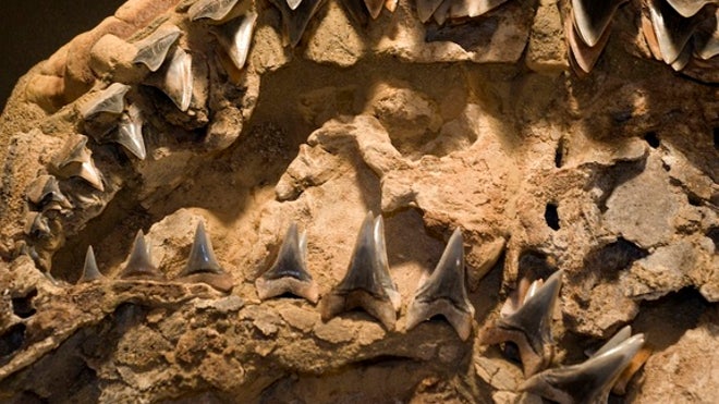 shark-jaw-fossil-121114