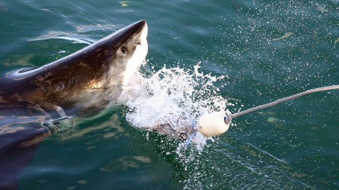 shark