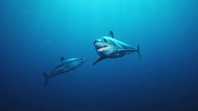 Inside the stomach of a mako shark | Fox News