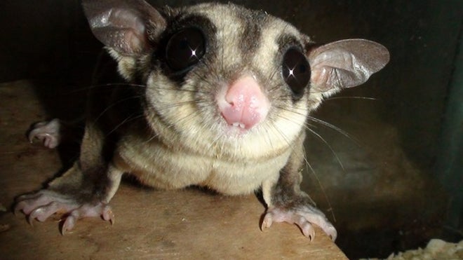 sugar-glider-130305