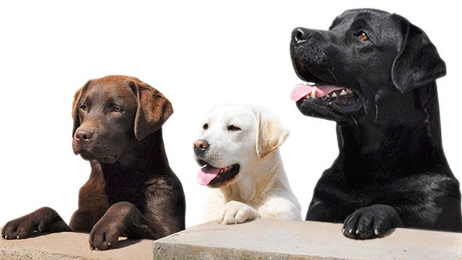 three-labs