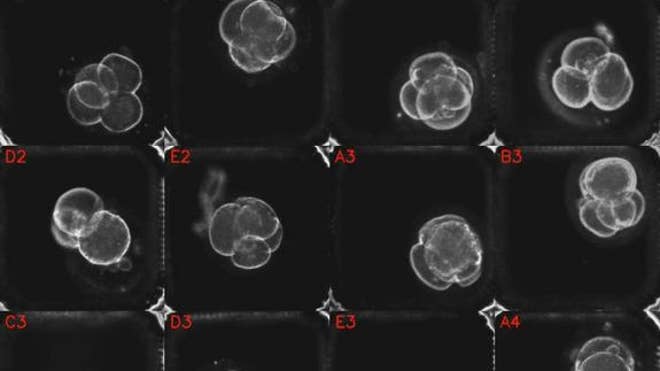 time-lapse-embryos-121204