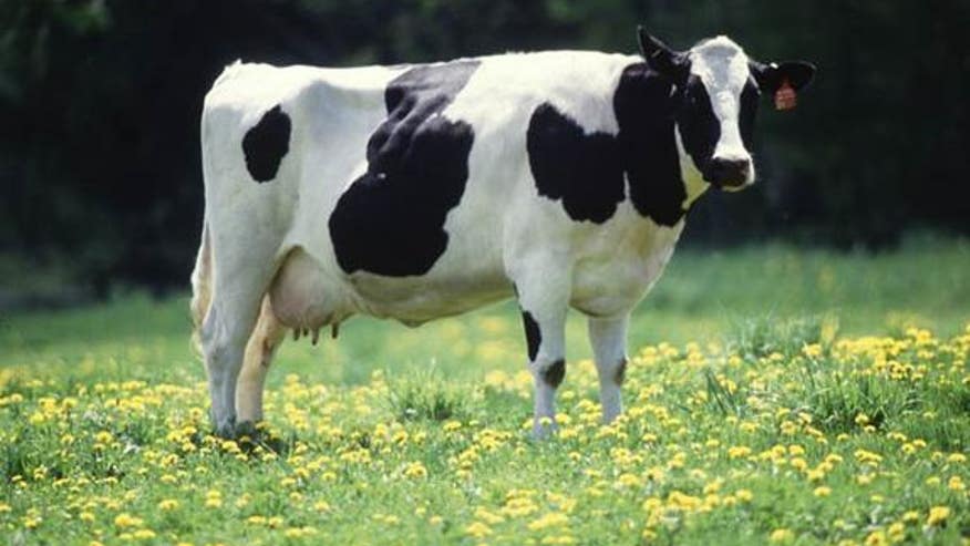 050711_generic_cow_02