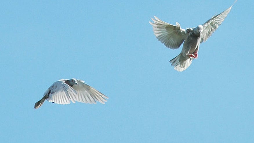 061107_homing_pigeons_02