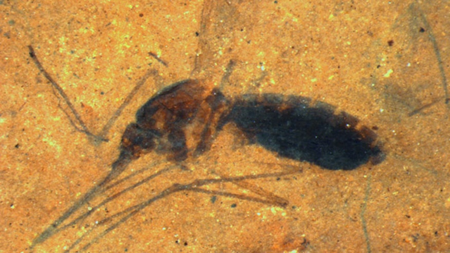 Blood-engorged-mosquito-fossil