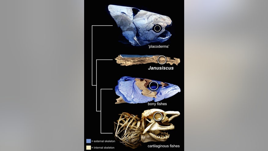 Fish-fossil-figure