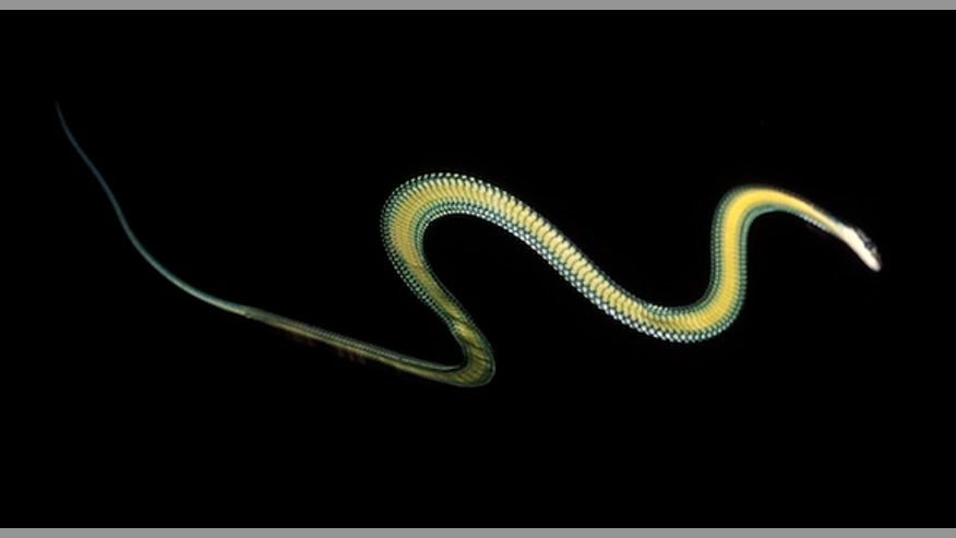 Flying-snake-101122-02