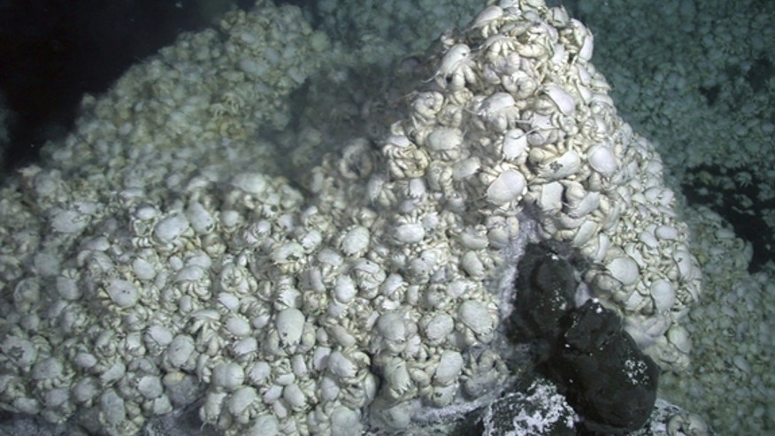 Kiwa-hoff-yeti-crabs