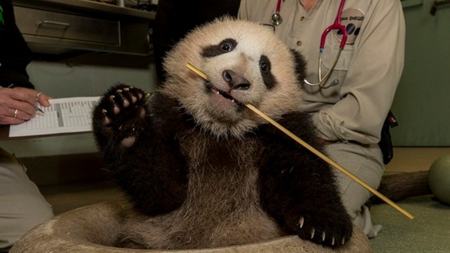 PandaBabyExam122712b