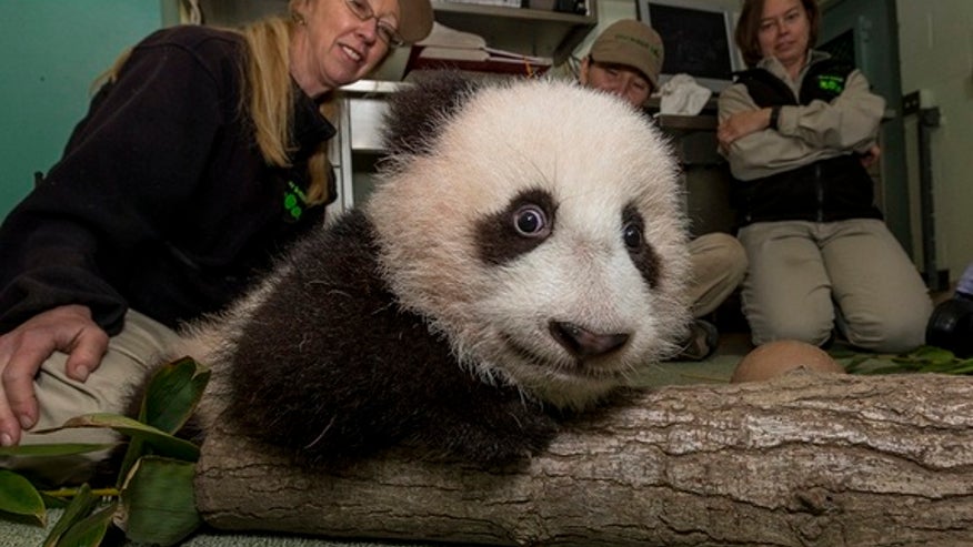 PandaBabyExam17
